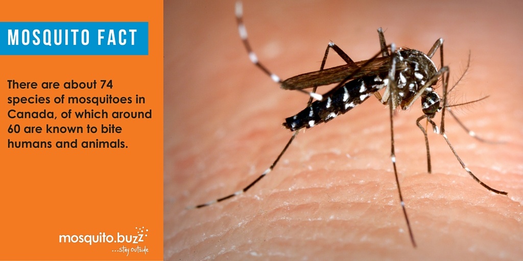 Learn About The Mosquito Life Cycle